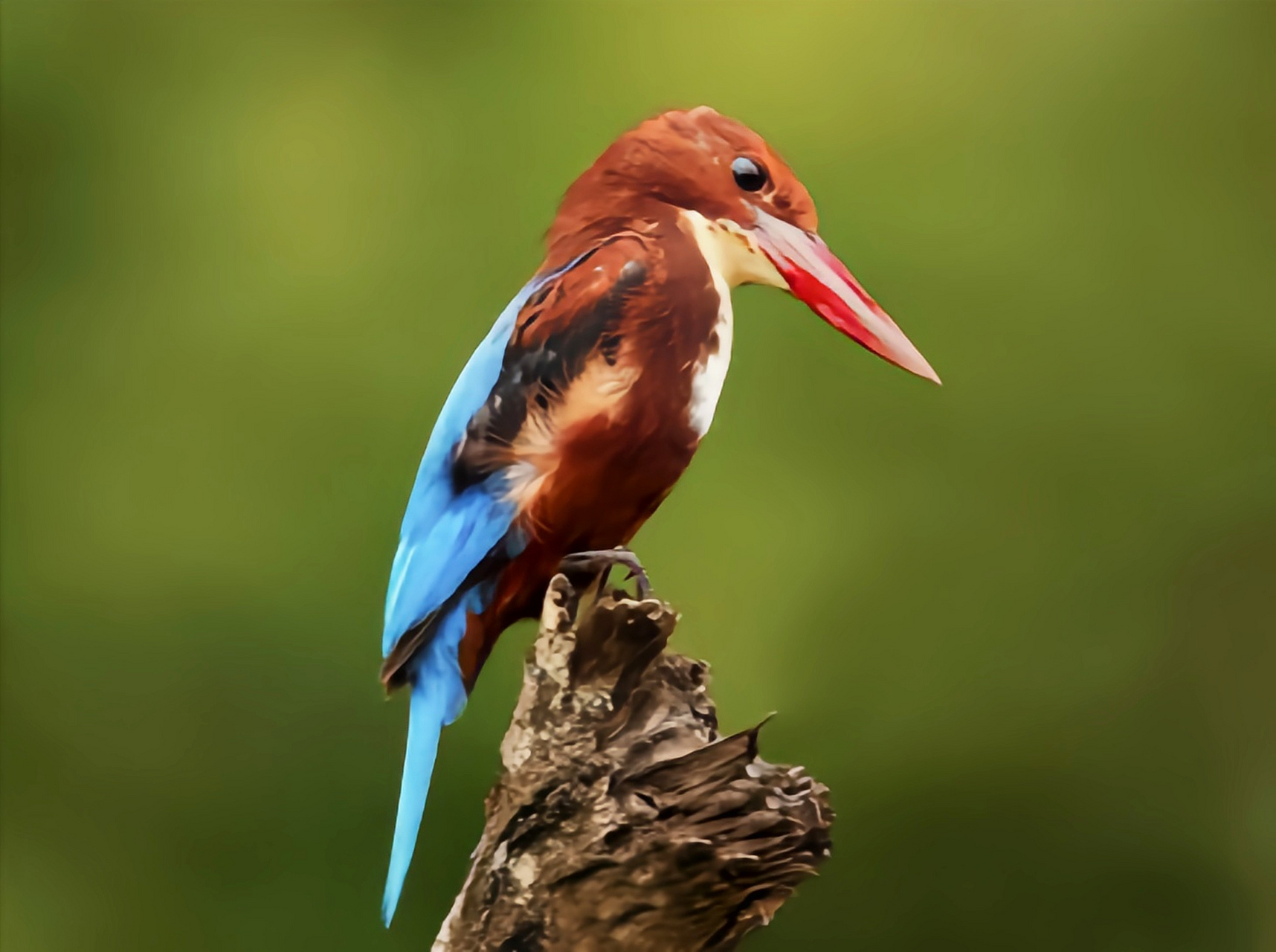 哪些有点"刑"的鸟类——白胸翡翠 白胸翡翠是佛法僧目的一种树栖鸟类