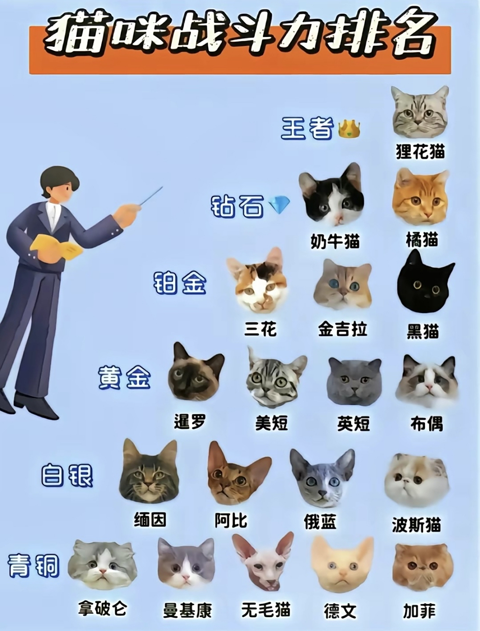 猫咪战斗力排行榜,王者当之无愧[喵喵]