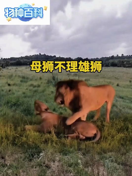 雄狮为什么害怕母狮