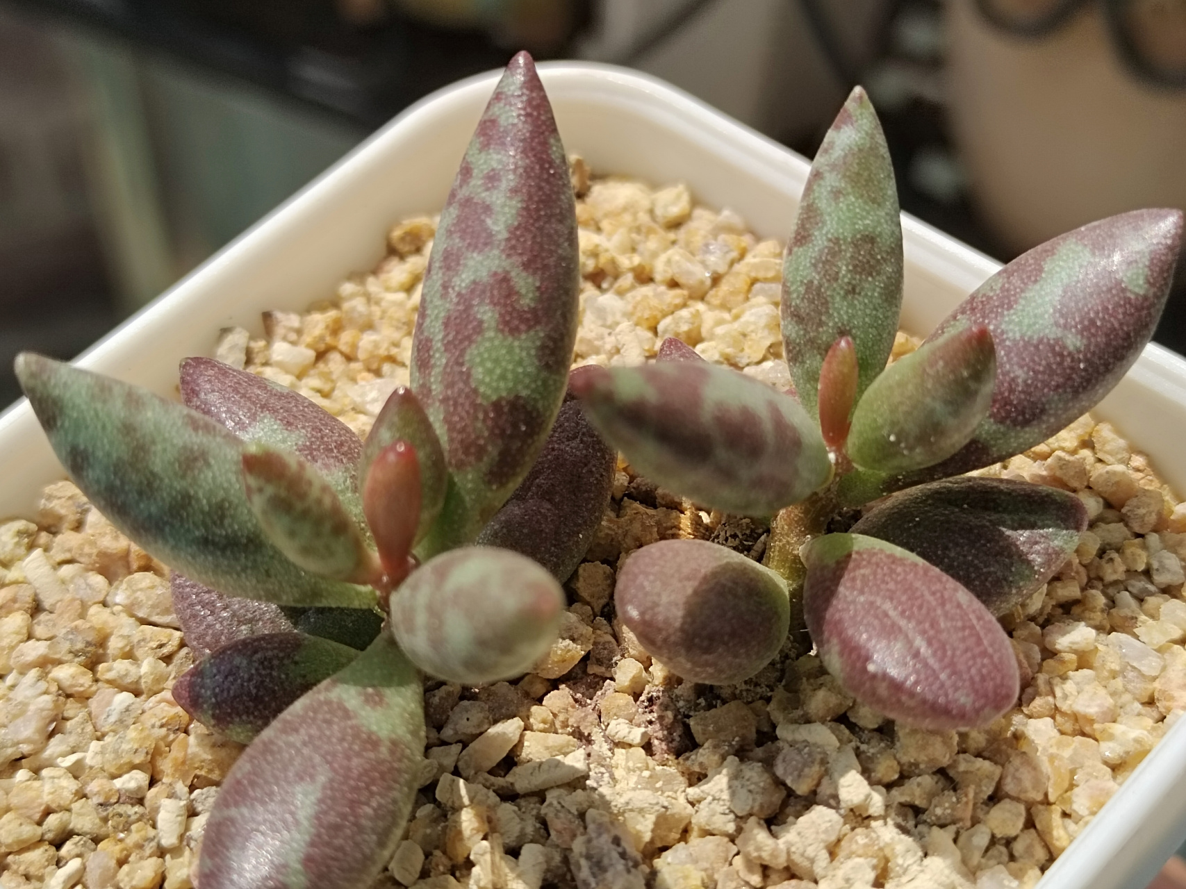 动态30天打卡挑战# 自己叶插的梅花鹿水泡,快两年了才这么点大,母本