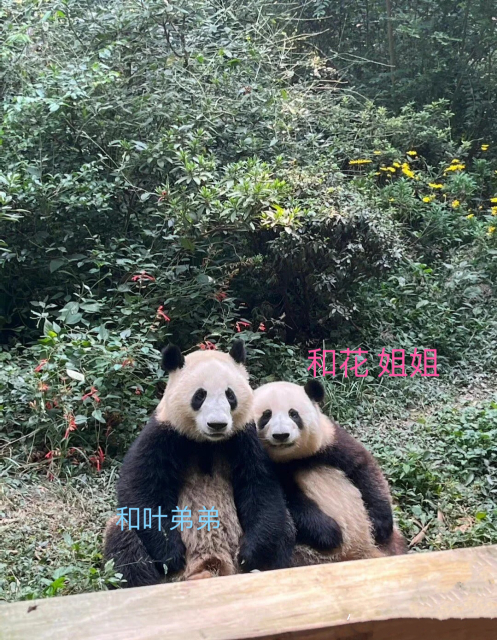 成都-龙凤胎:和花/和叶,成兰/大美 北京-千金双胞胎:萌宝/萌玉 澳门