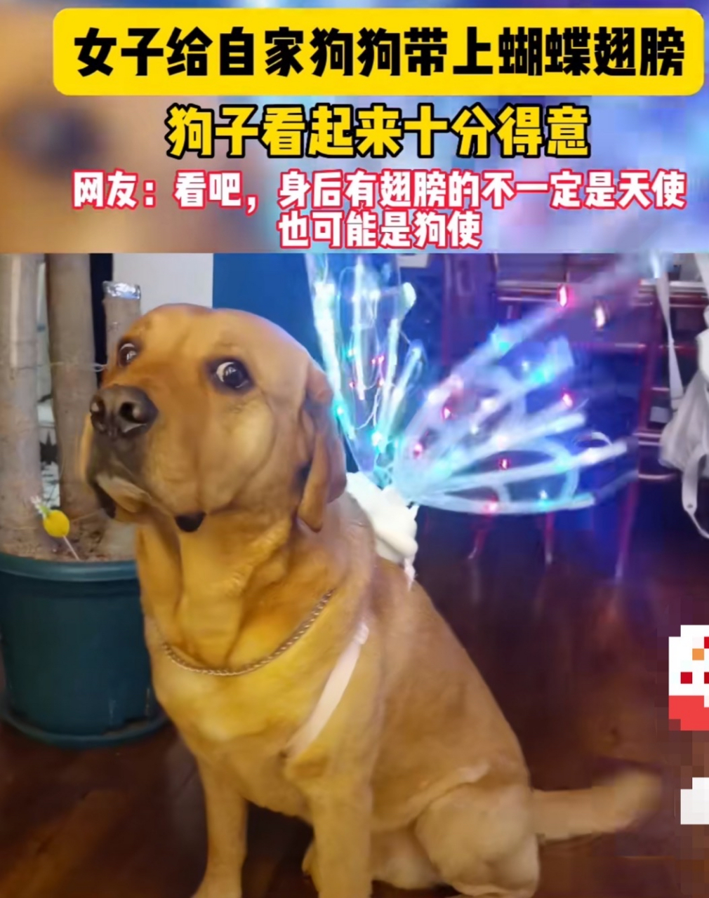 这傲娇的小眼神[大笑]#狗狗# #搞笑萌宠