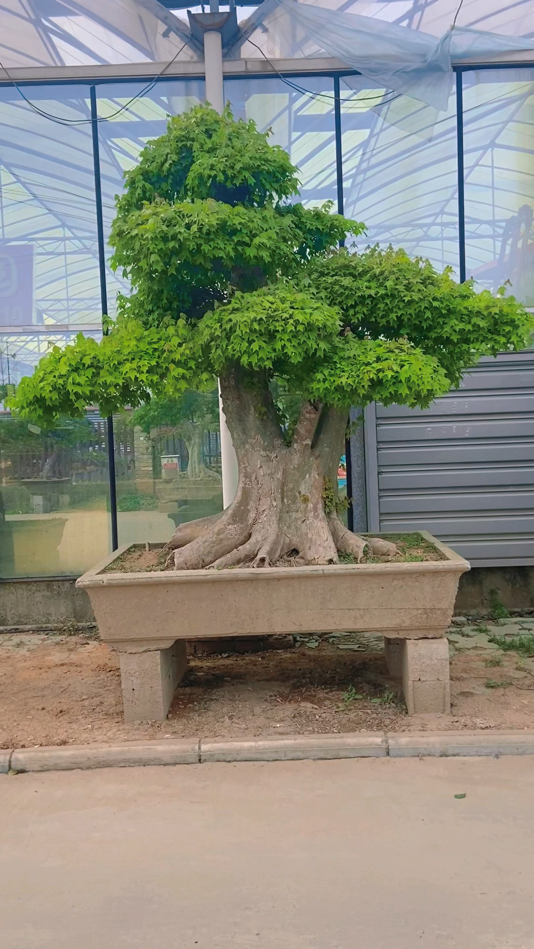 分享老桩三角枫盆景