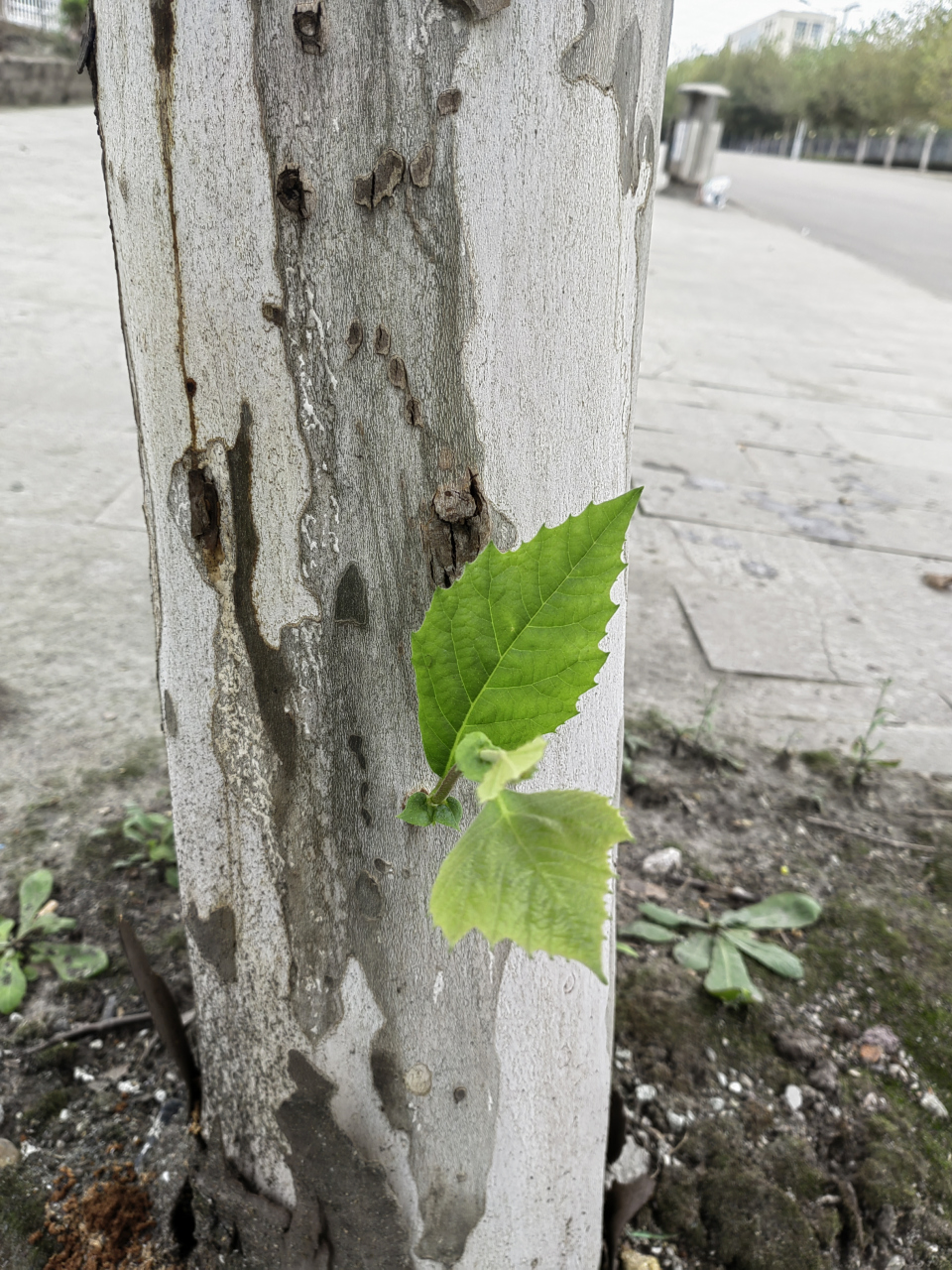 野蛮生长,裂缝中的生命
