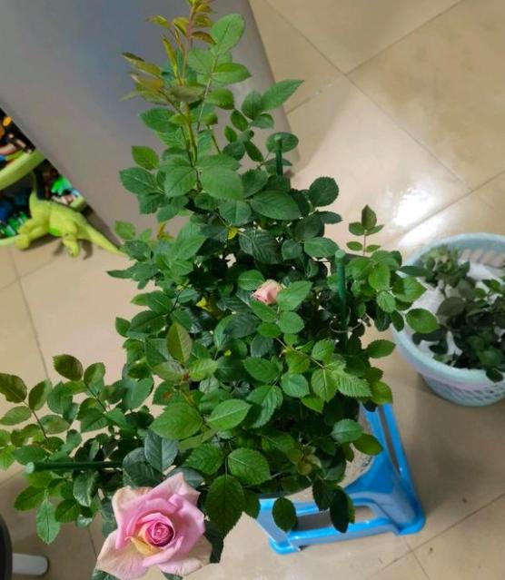 美植袋种花,要多方便有多方便