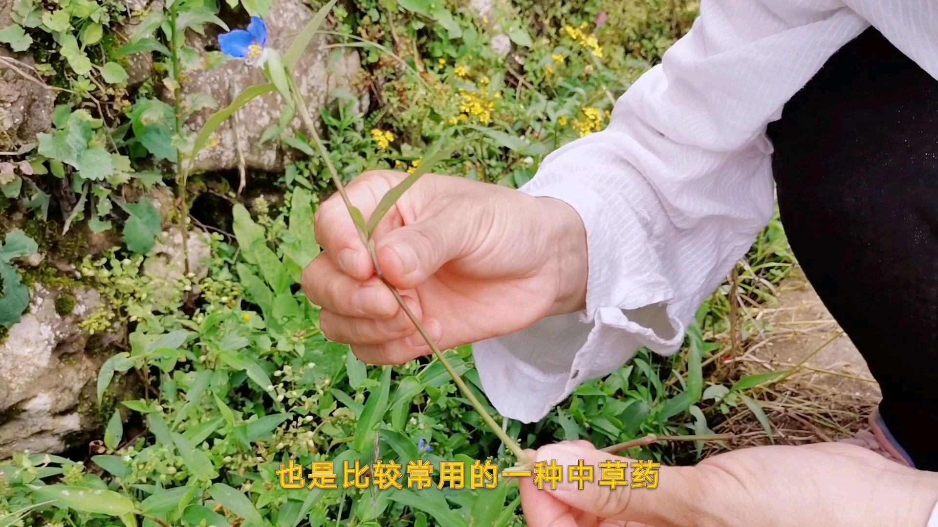 路边常见的竹叶菜,原来有这么好的作用,一起来认识下