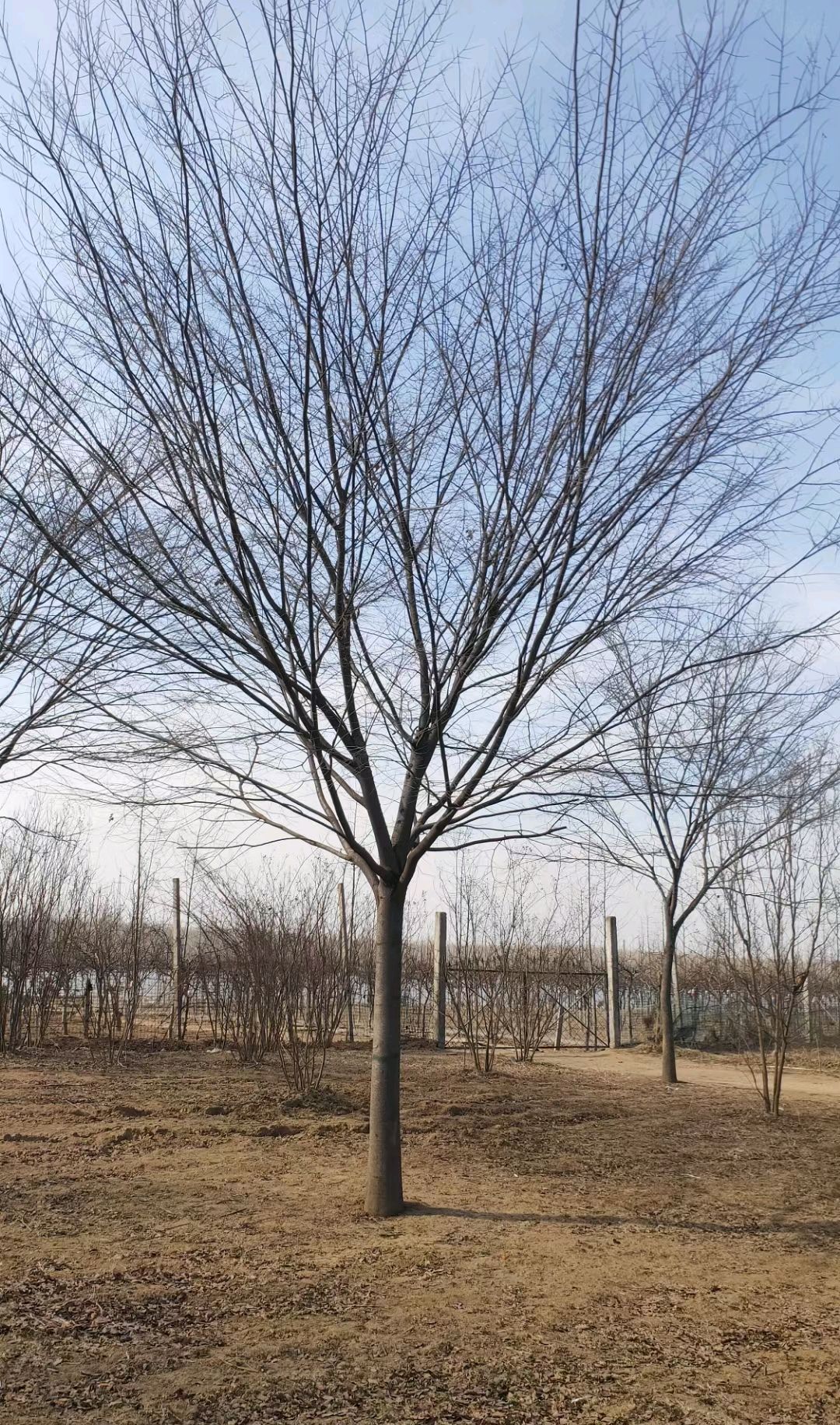 榉树最新价格表-榉树多少钱-榉树最新报价表-榉树价钱