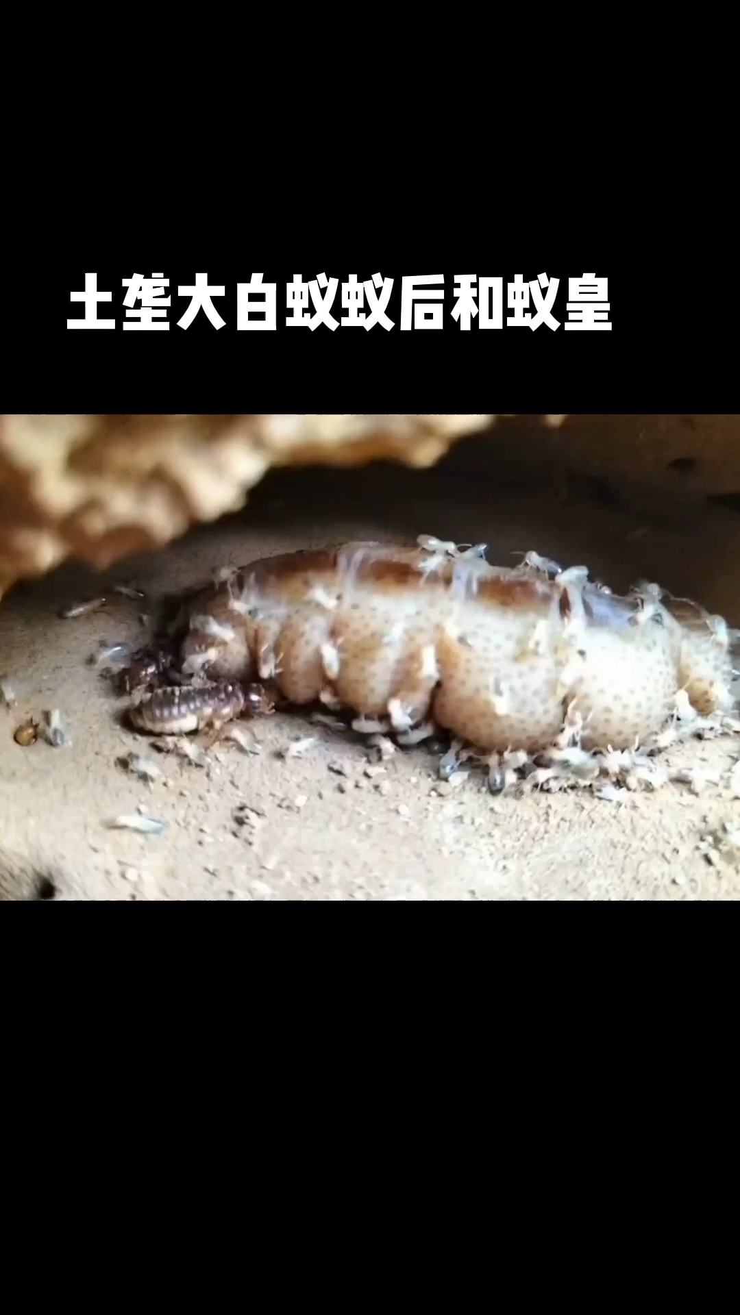 蚁皇长什么样子图片图片