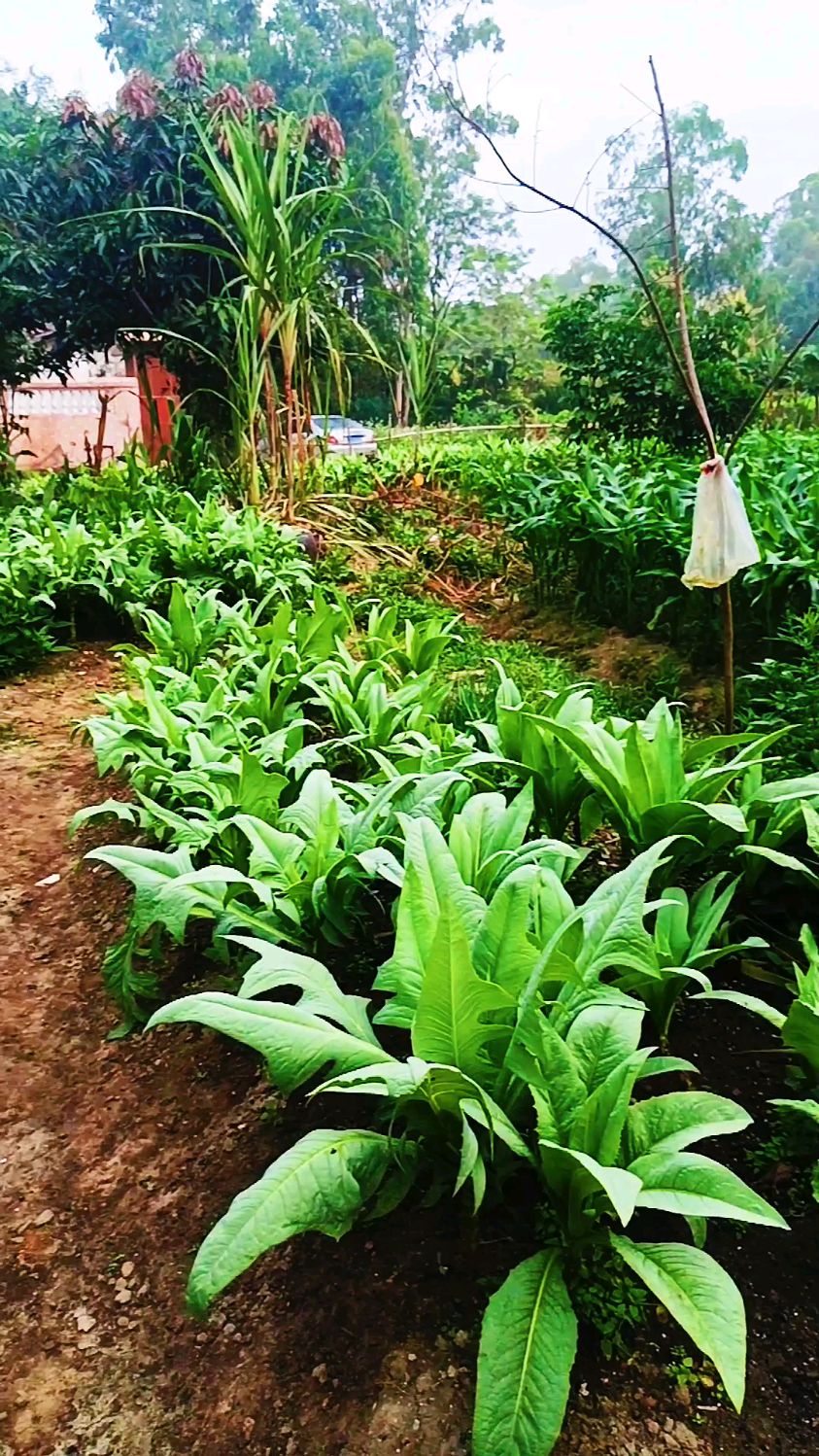 农村菜地的风光,绿油油的风景-度小视