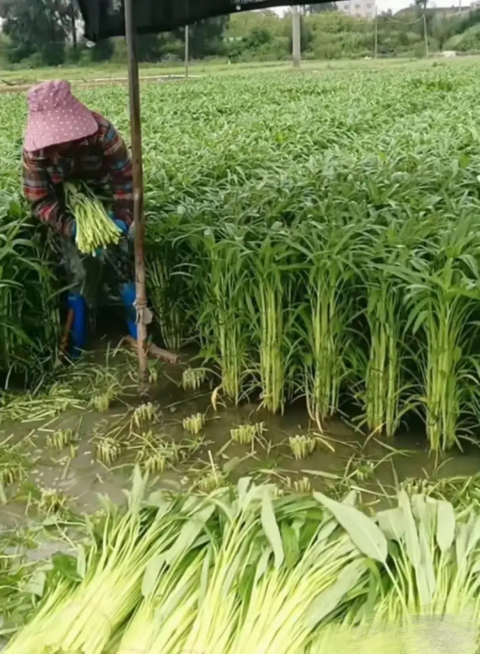 终于长见识了,空心菜原来在水里长得[你懂的][你懂的][你懂的]