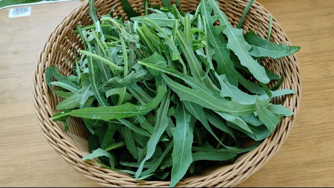 遇到野菜苣荬菜一定要拔回家,它全身都是宝,最适合夏季吃