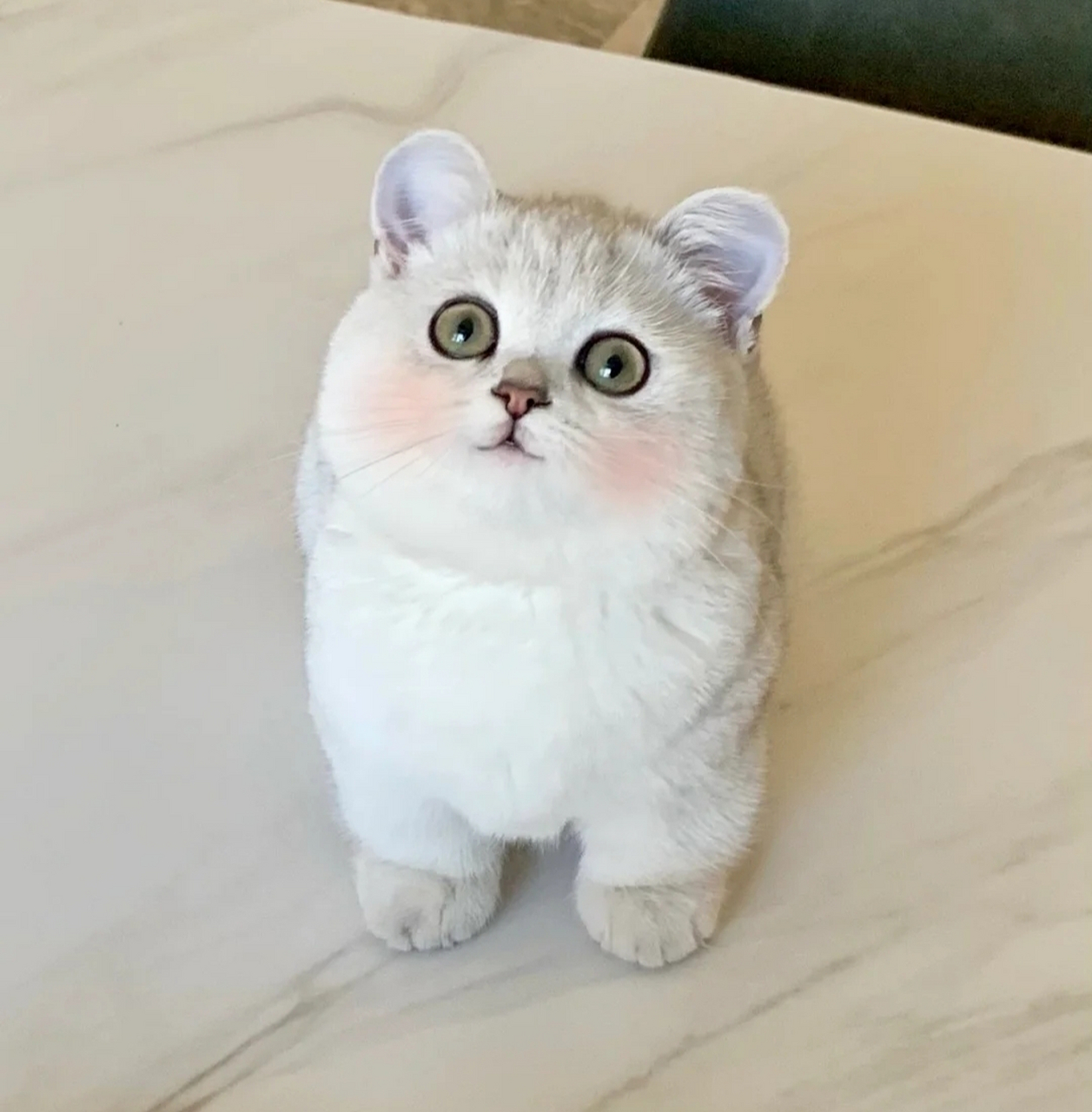 这小猫,胖嘟嘟的太可爱了.