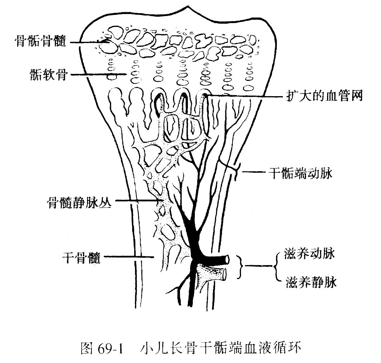 肱骨干骺端图片