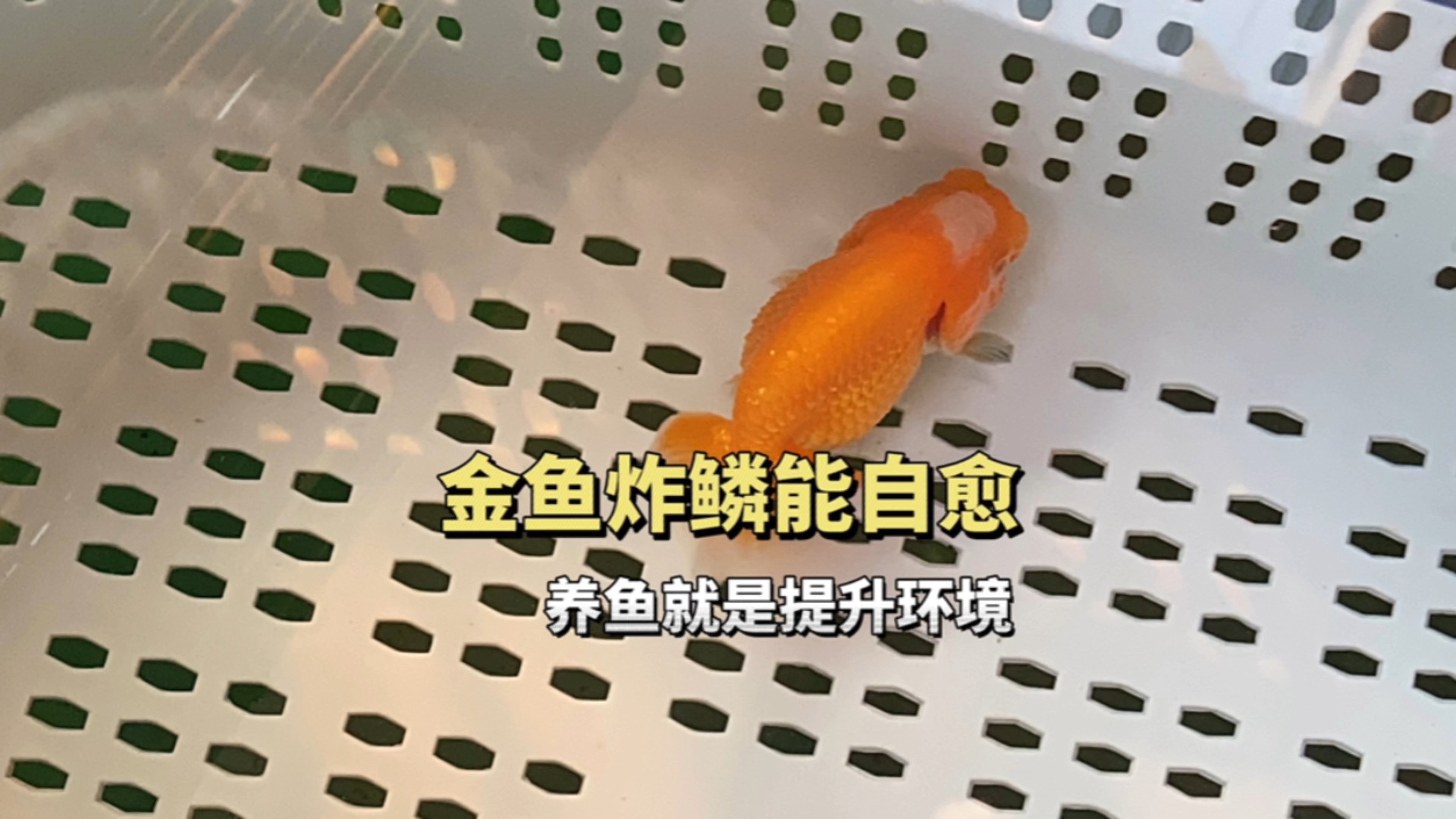金鱼的炸鳞是可以自己恢复的,养鱼就是提升养鱼环境