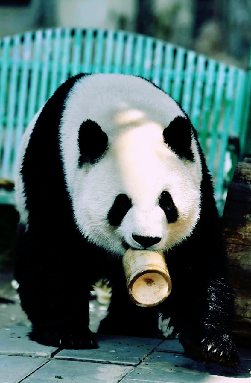 大熊猫# 为什么看到西直门三太子萌兰会狠狠地心动?