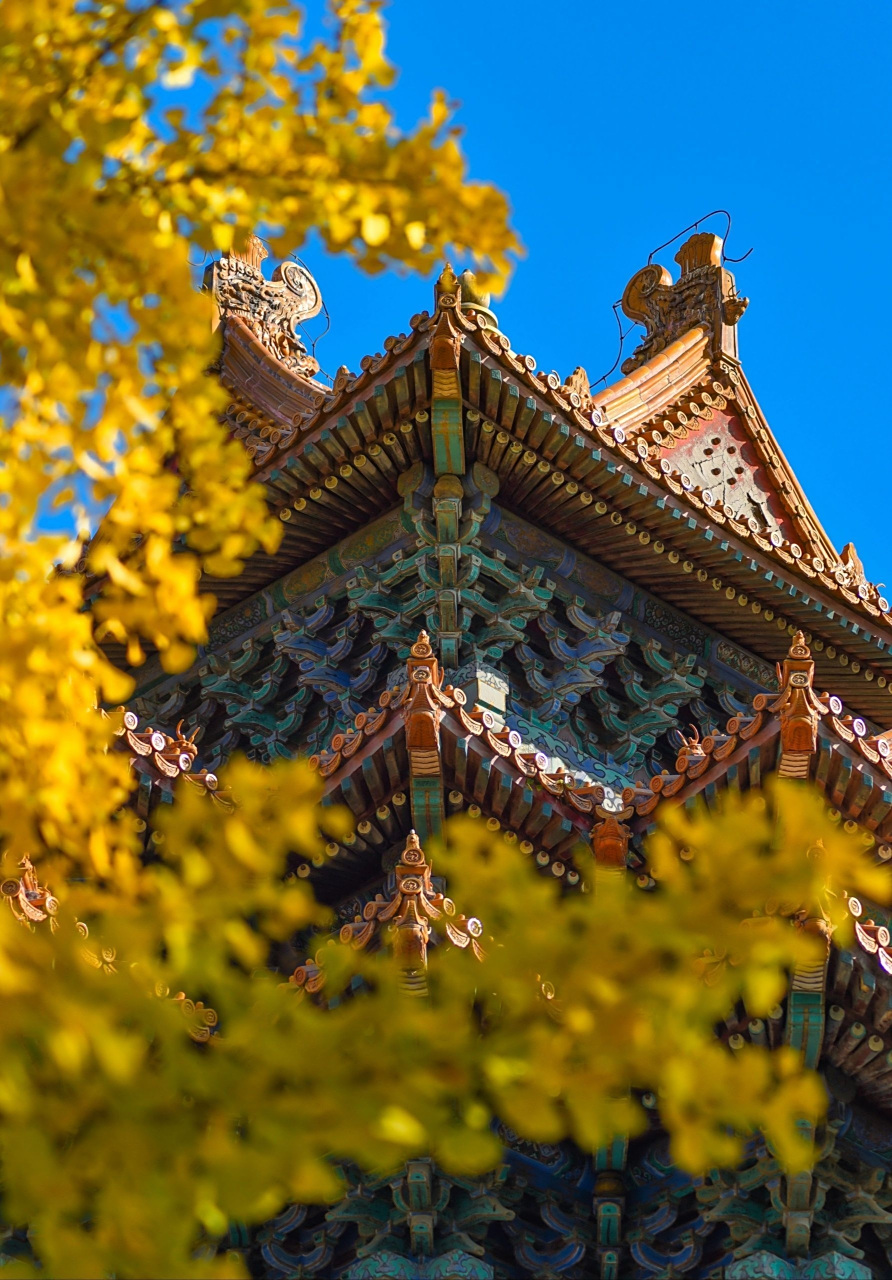 美丽中国行:深秋的北京故宫,抬头天蓝远阔,银杏金黄,低头清水粼粼