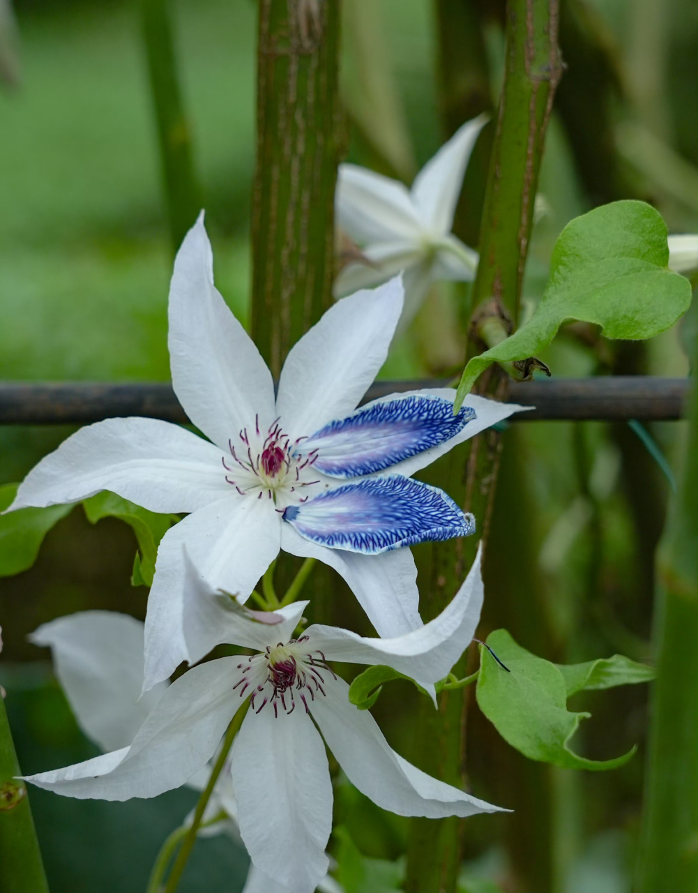 一朵蓝色月季的诞生 这大概是全网第一朵蓝色的直立冰山吧,之前一直