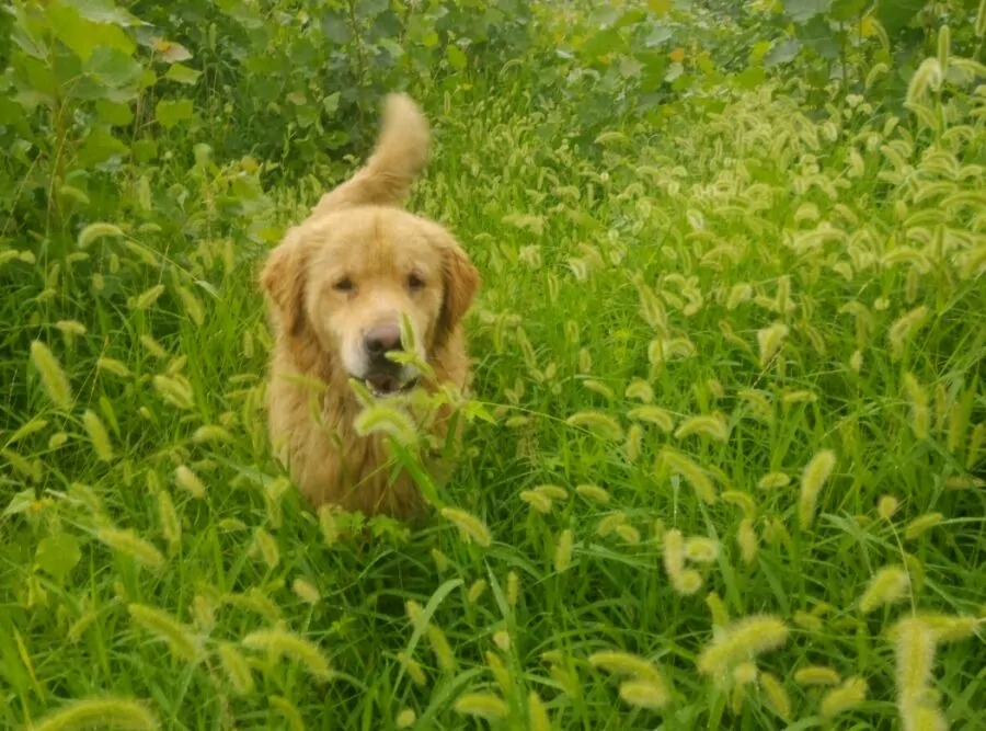 野外一种野草,名叫"狗尾巴草",小时候拿来当柴烧,还有大作用