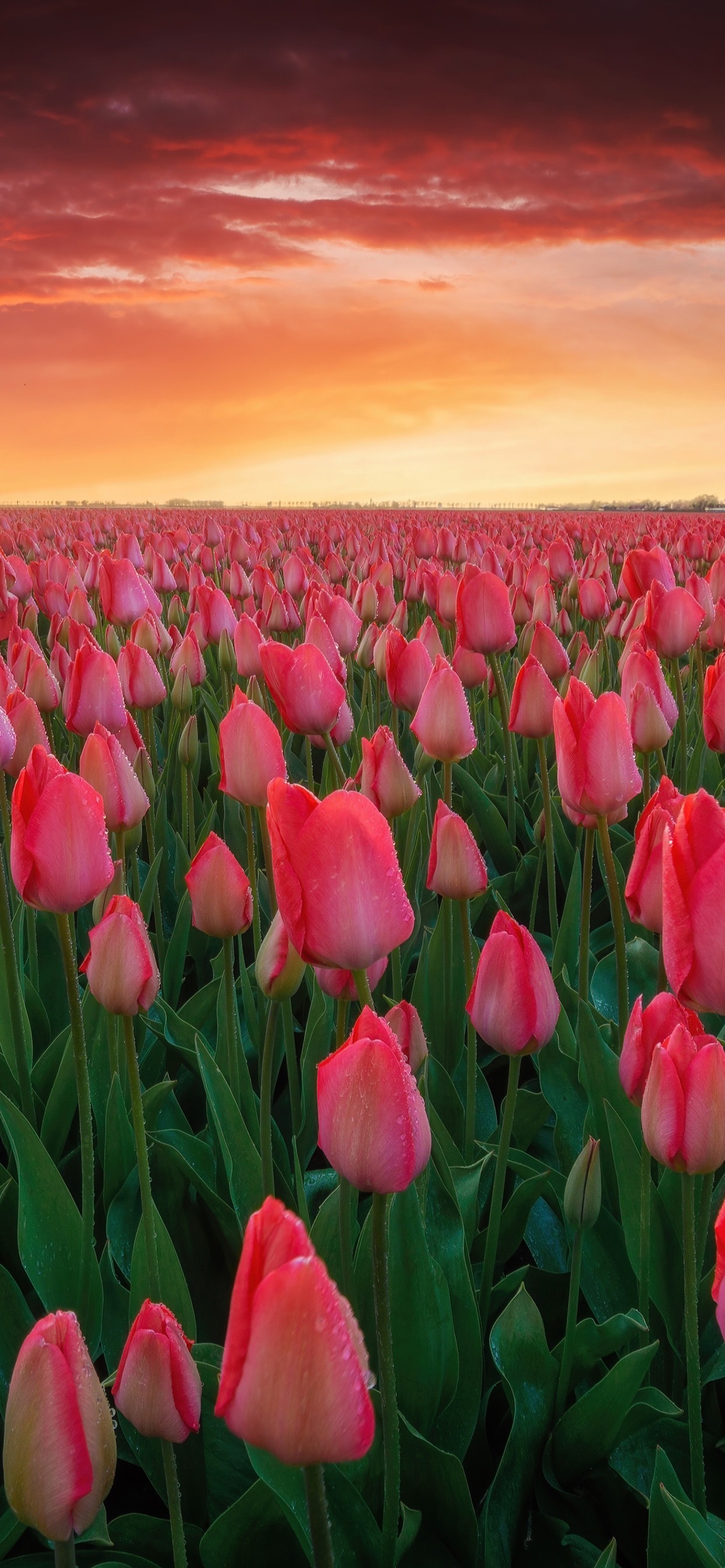 花卉壁纸|浪漫的不是我,是郁金香呀