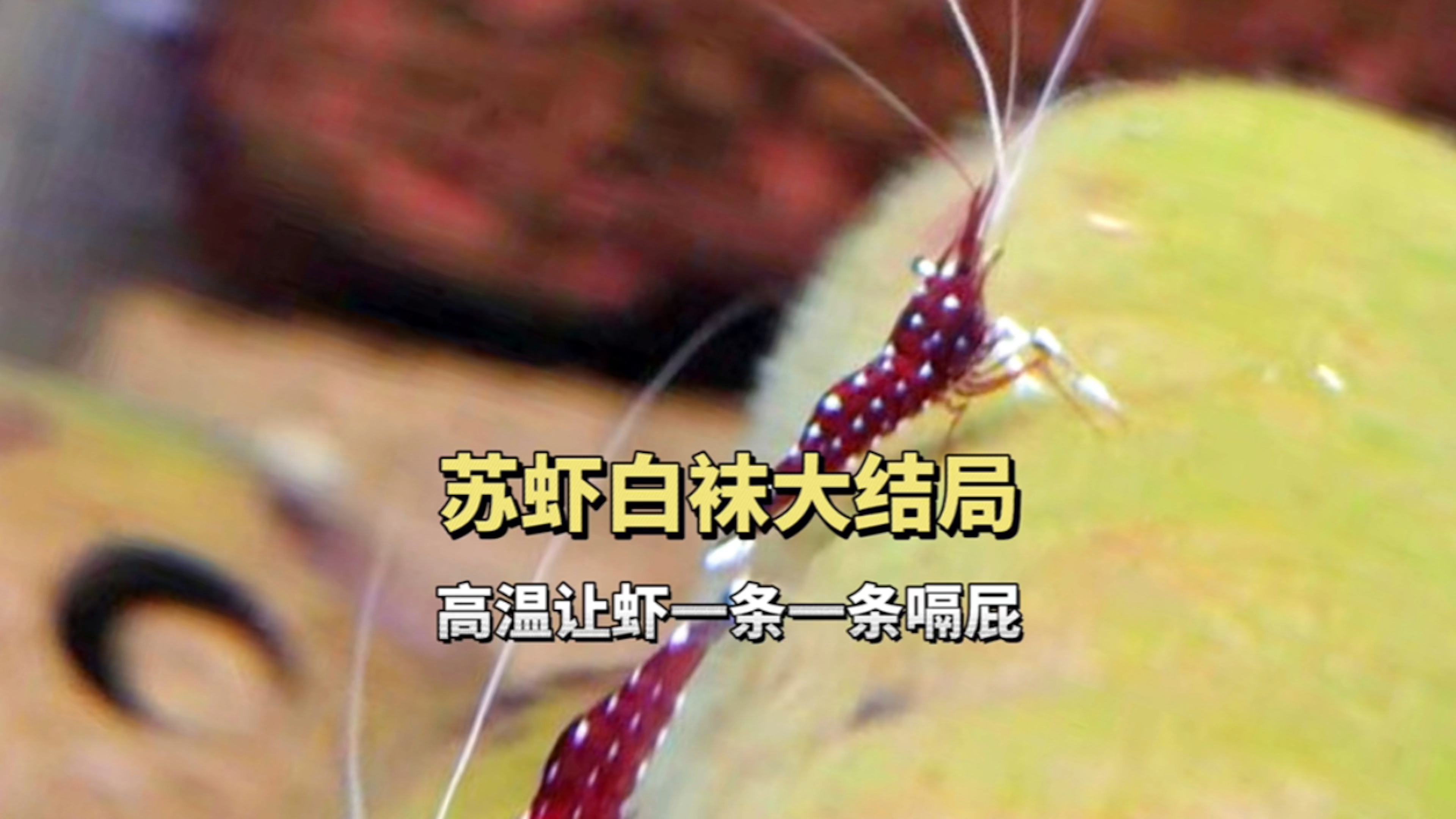 苏虾白袜大结局,高温让虾一条一条嗝屁
