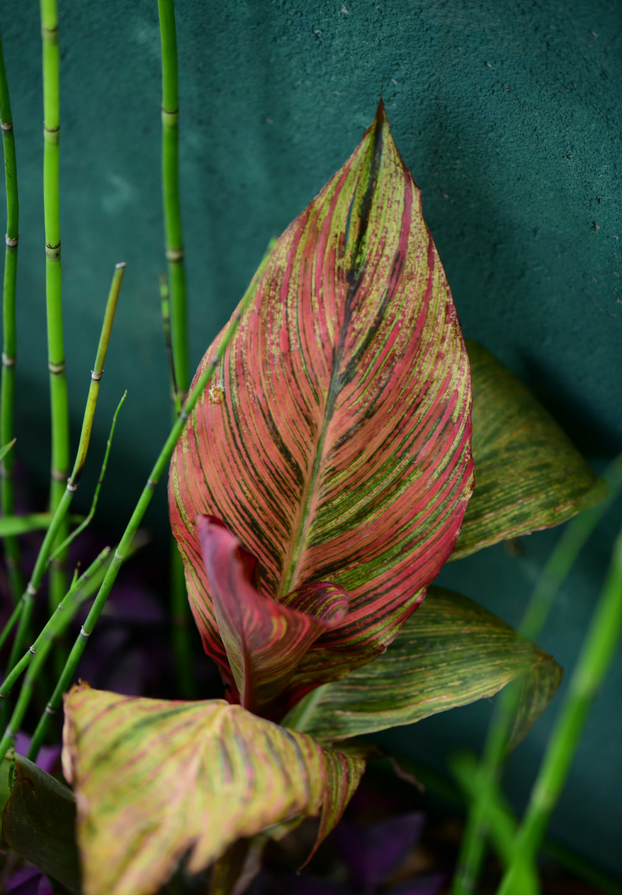 美人蕉种起来真的很省心,有些品种叶子好美呢.