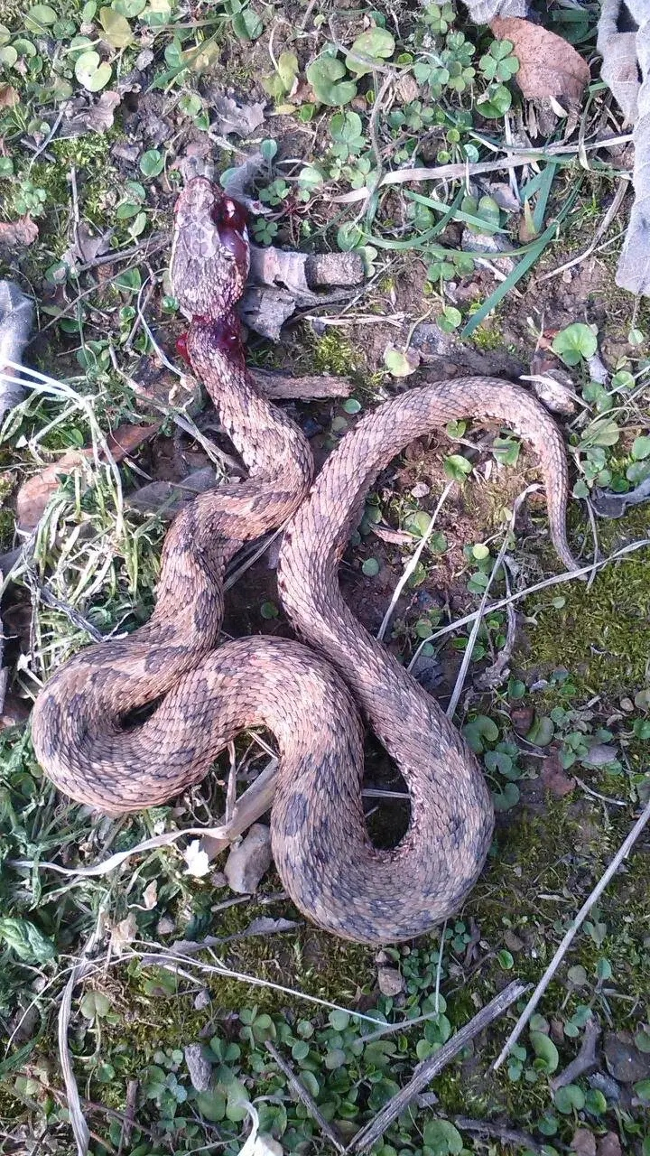 近日,贵州铜仁,一52岁妇女在菜地被毒蛇咬伤了,当她被送到医院的时候