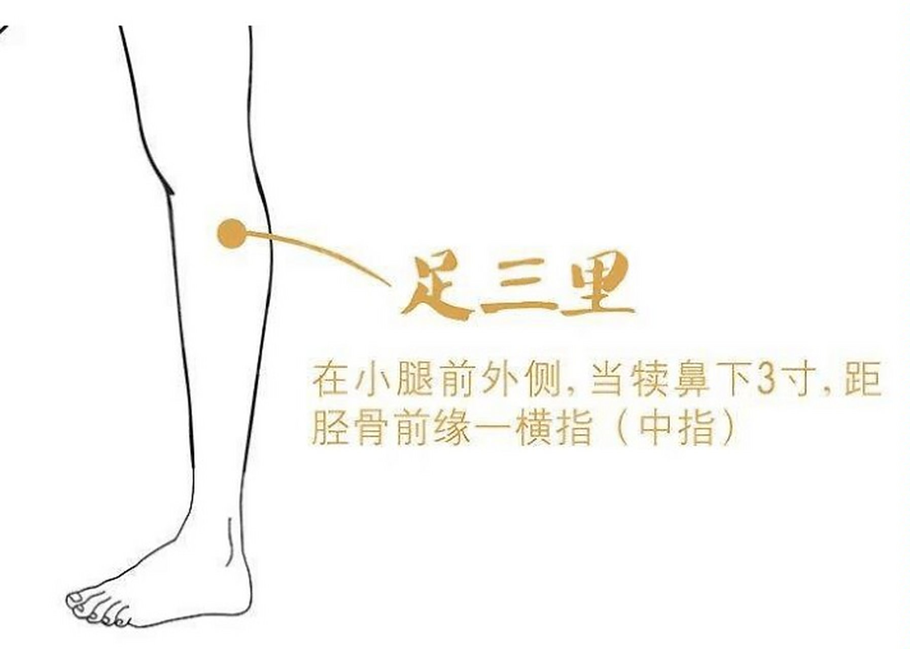 腿上的减肥大穴,减脂瘦身很神奇 足三里穴是"足阳明胃经"的主要穴位之