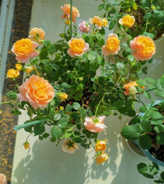 霜霉病就是叶子一碰就掉,霜霉病,用霜霉净兑百菌清搞定