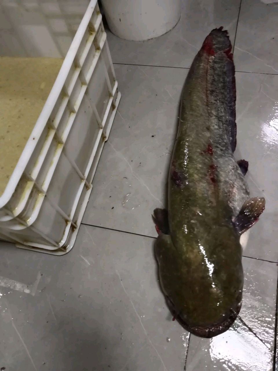 这次二舅送来在河里,钓到的野生土鲶鱼到家里,而且还是活的,重大19斤