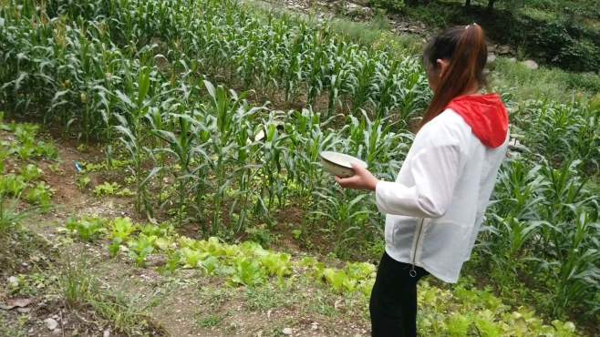 [图]雨季中的秦岭山区农民生活，逛菜园种蔬菜，你会羡慕这慢节奏生活