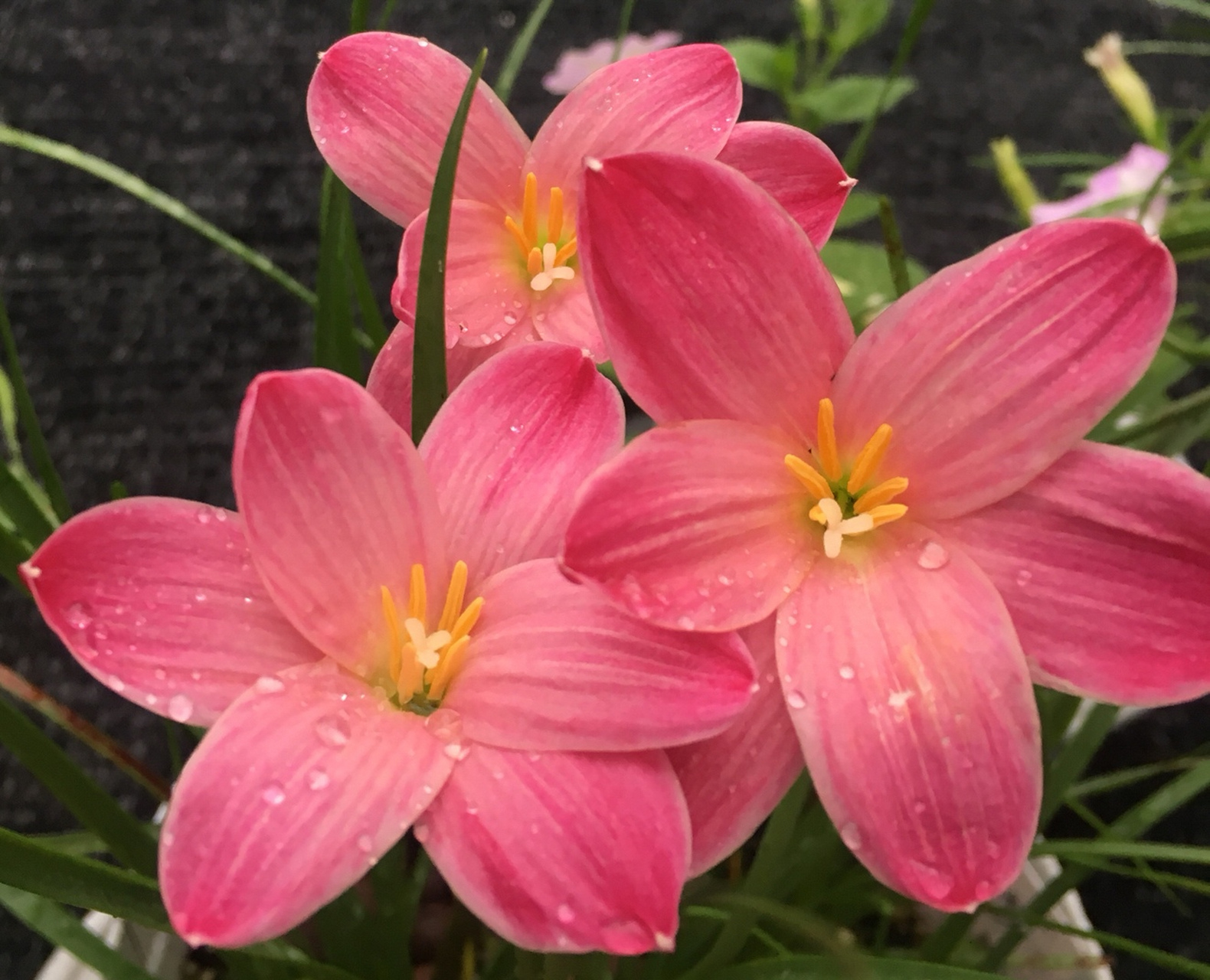 开花的风雨兰,  完全可以与其它姹紫嫣红的花卉媲美,  粉红色,艳红色