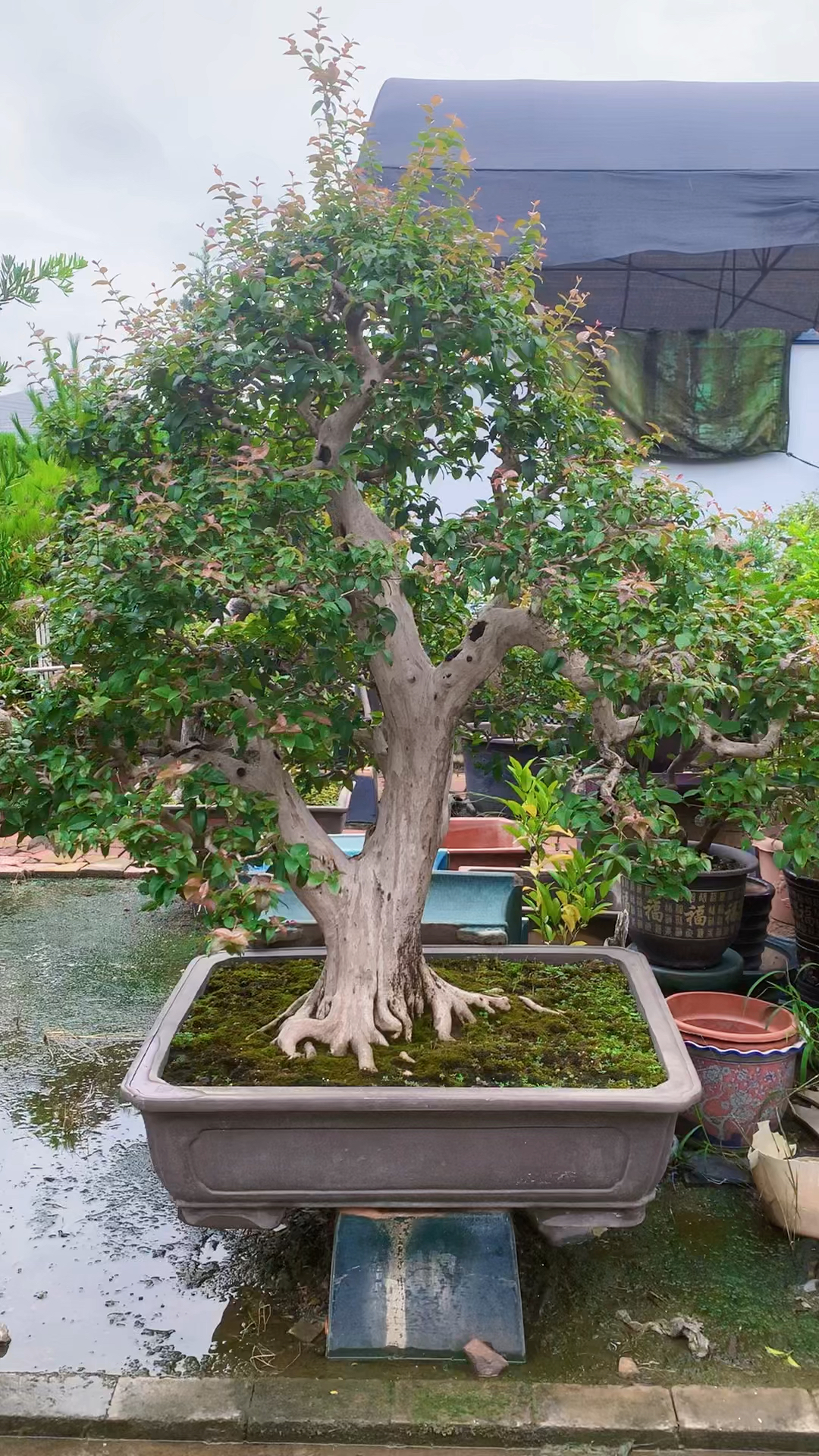 巴西红果盆景作品欣赏