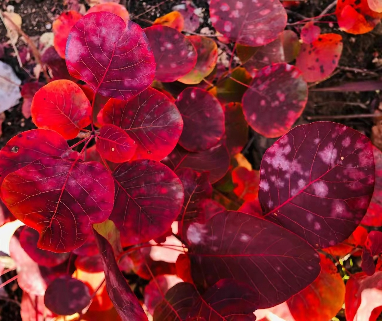 作为我国重要的观赏红叶树种,  黄栌叶片秋季变红,变得鲜艳夺目,  红