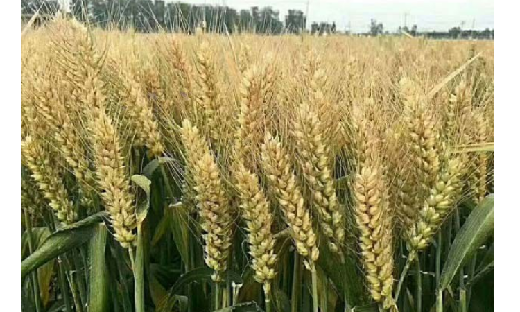 乐土60小麦品种图片