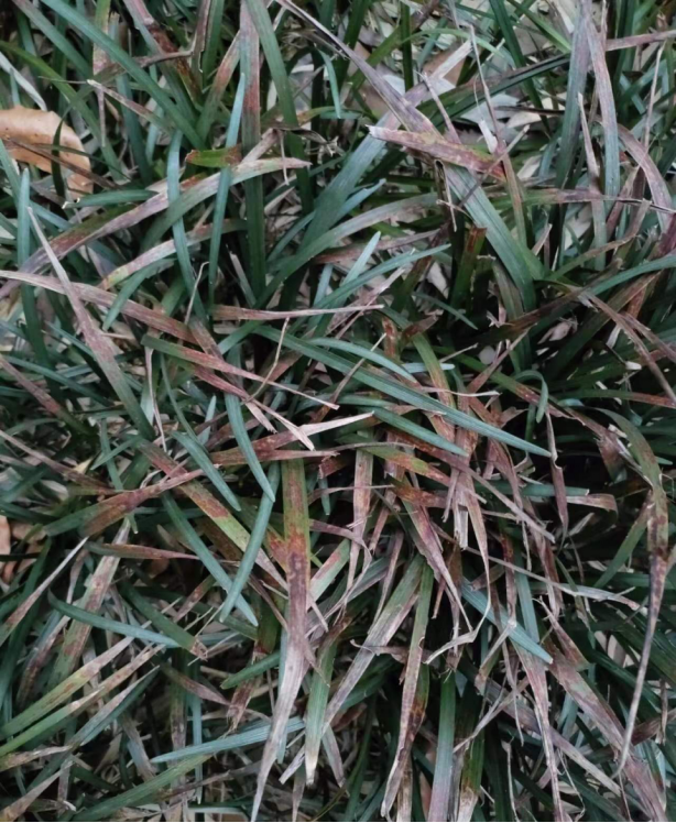 麦冬常见两大叶部病害!