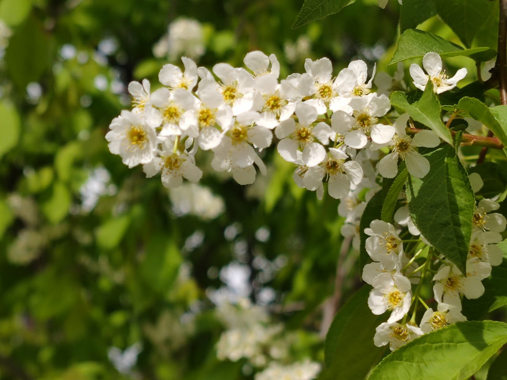 臭李子花开满树香 臭李子又名稠李子,老乌眼,乌眼,落叶乔木.