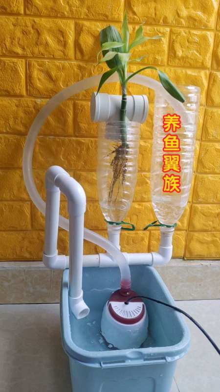 鱼菜共生系统展示大家感觉如何