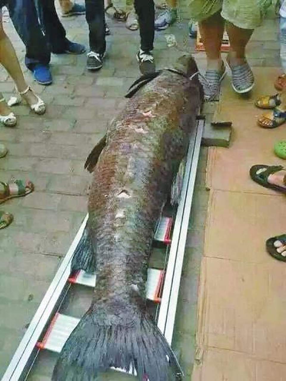 网上评论各不一,有些说亚马逊鲇鱼,有些说鸭嘴虎纹鲶,有些说湄公河巨