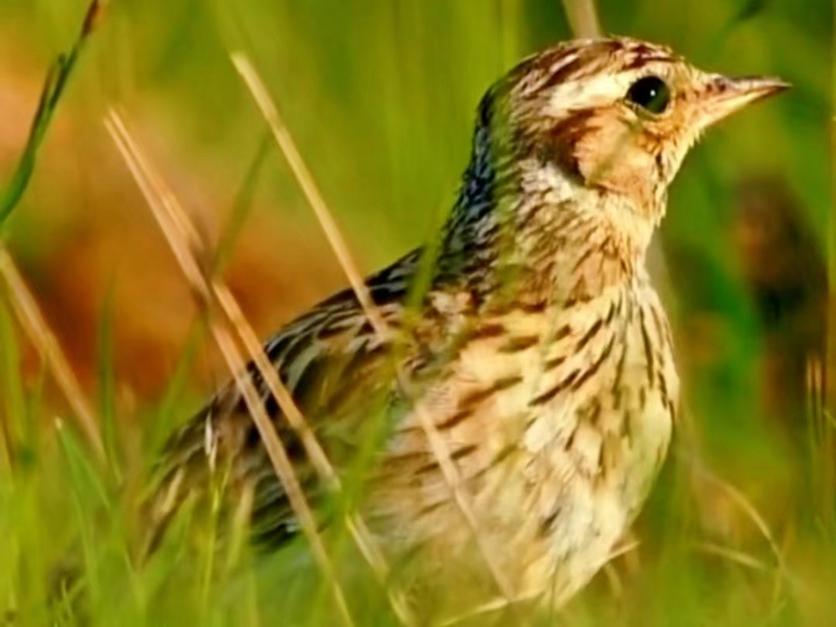 林百灵鸟(百灵科)#鸟