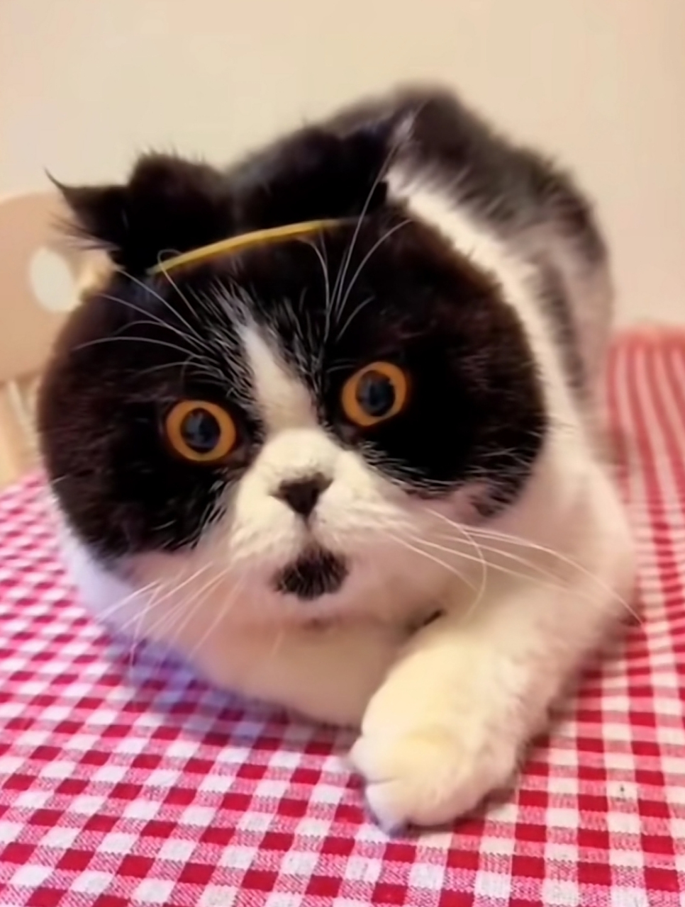 金箍戴上之后,你再也不是个凡猫!