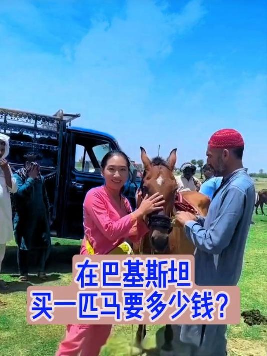 在巴基斯坦买一匹马竟然只要这个价钱!