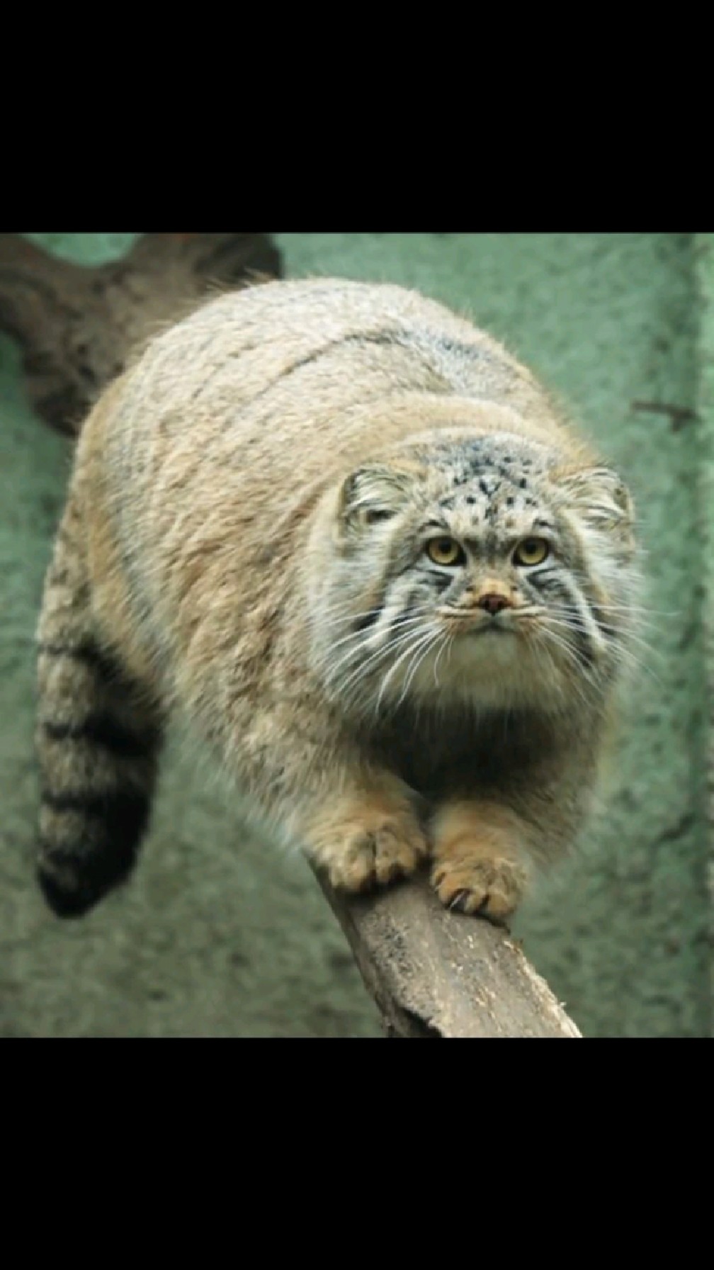 兔狲在树枝上磨爪子