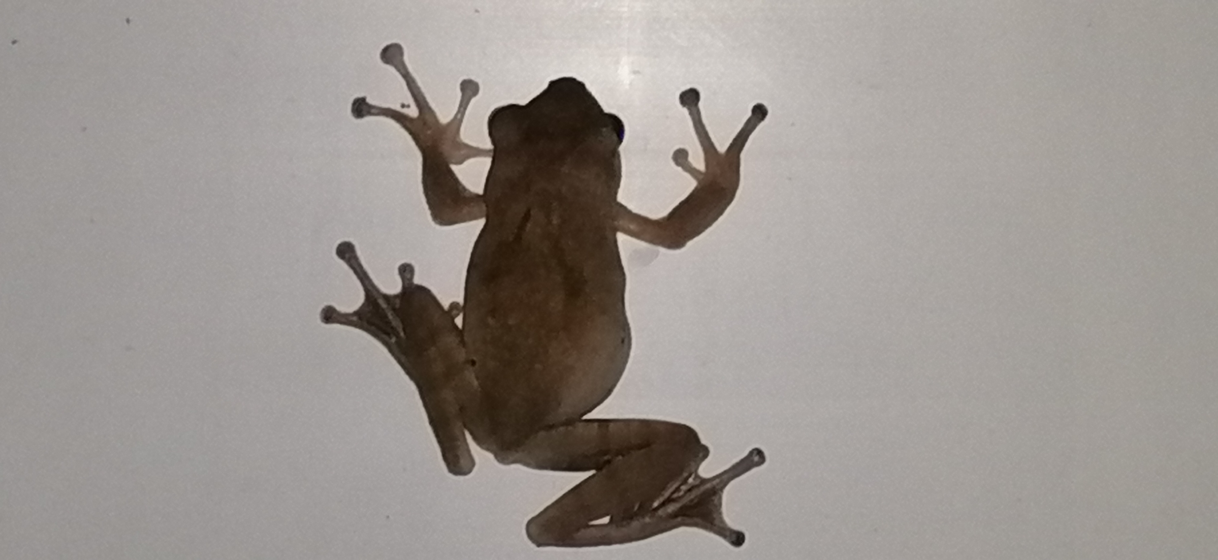 是不是叫树蛙呢?好奇,给它拍完照,它就跑了.