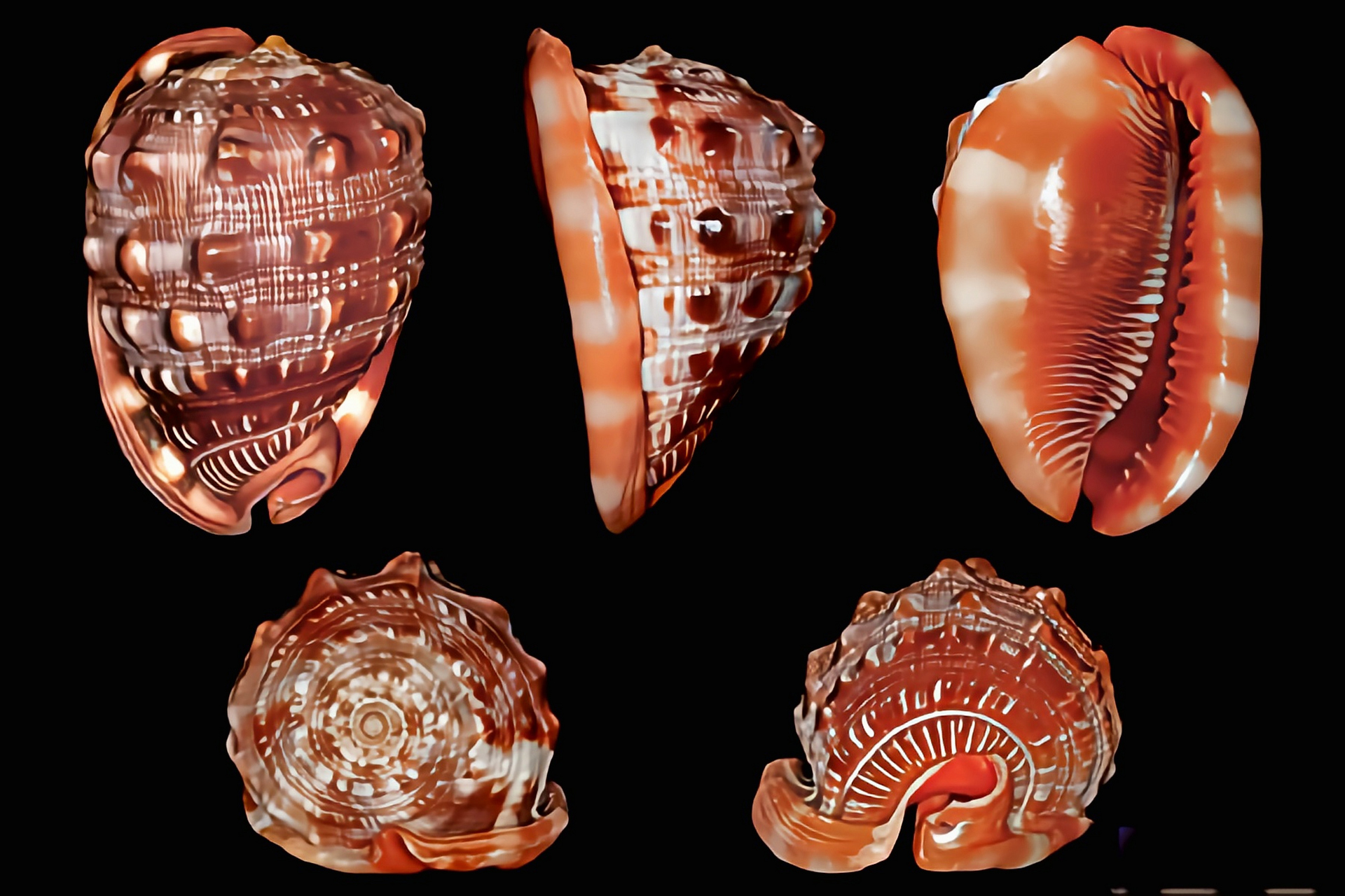 壳体长14-20厘米,整个螺壳白色,咖啡色和红色纵横交错,颜色鲜艳极具