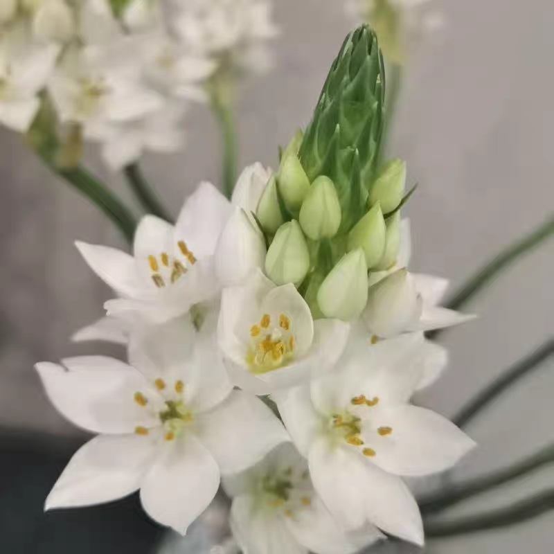 一眼万年,低维护,高颜值,虎眼万年青,又名圣心百合