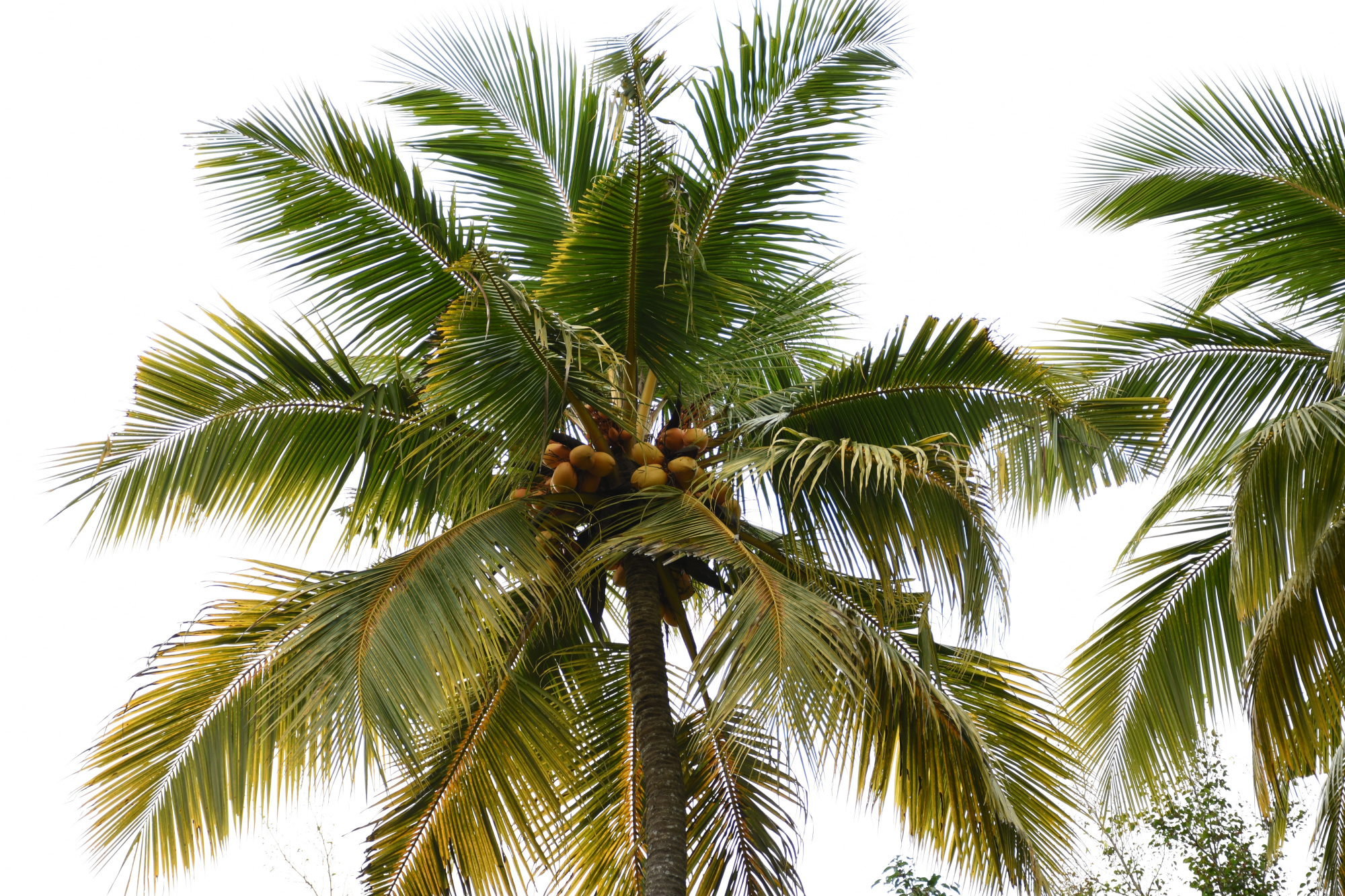 槟榔树,椰子树,傻傻分不清!