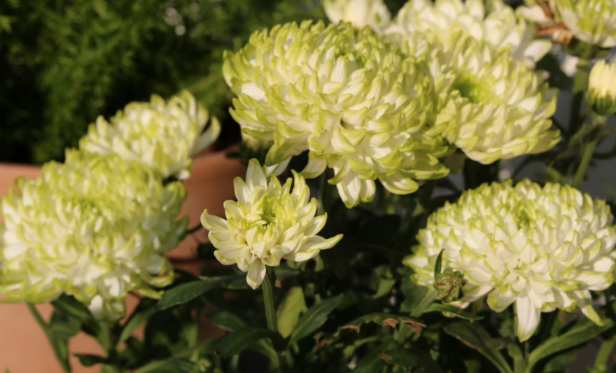 菊花种类繁多,今天给花友们带来清新淡雅的天赞菊~它是菊花里的一个新