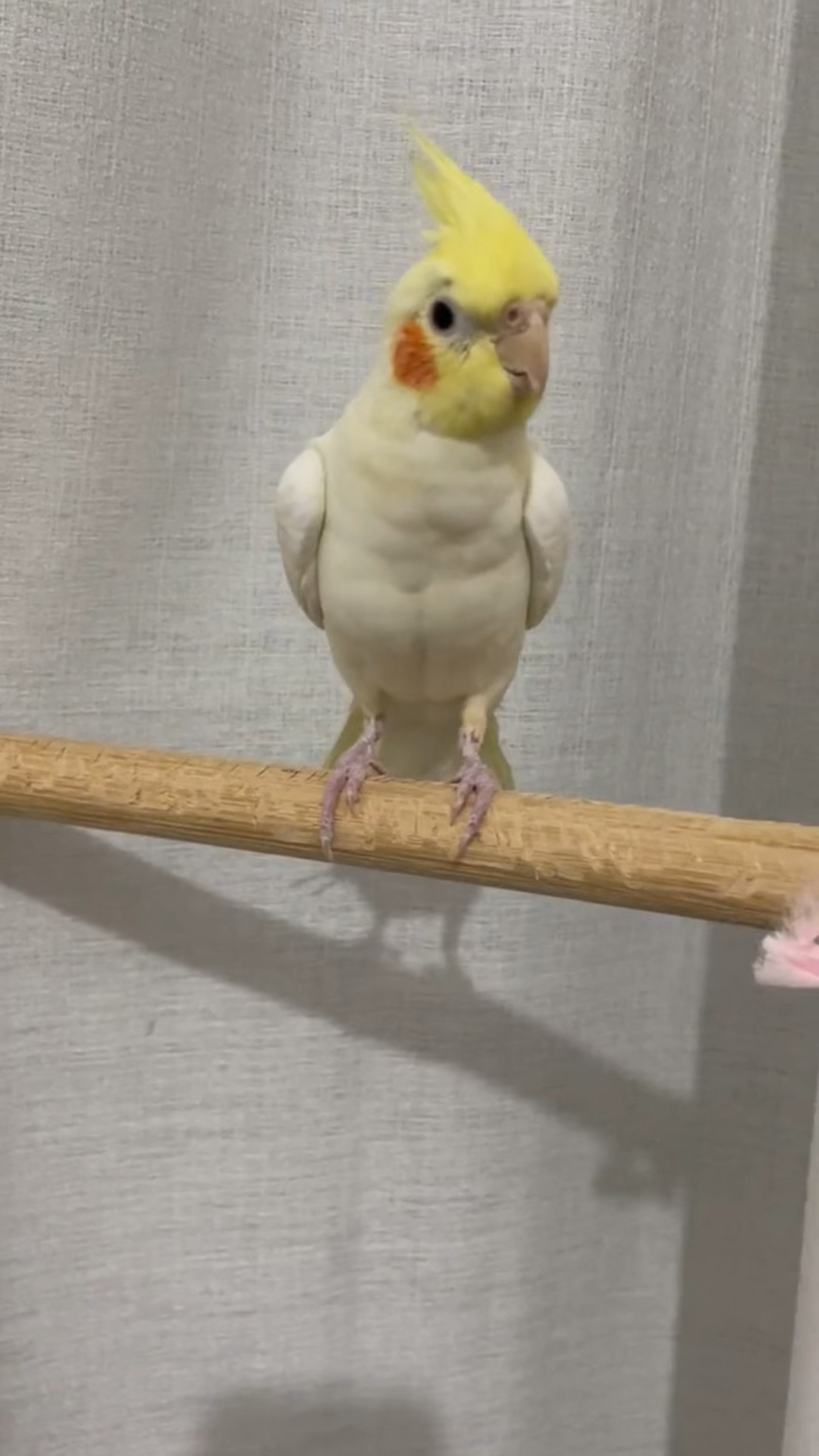 摇头晃脑的鹦鹉