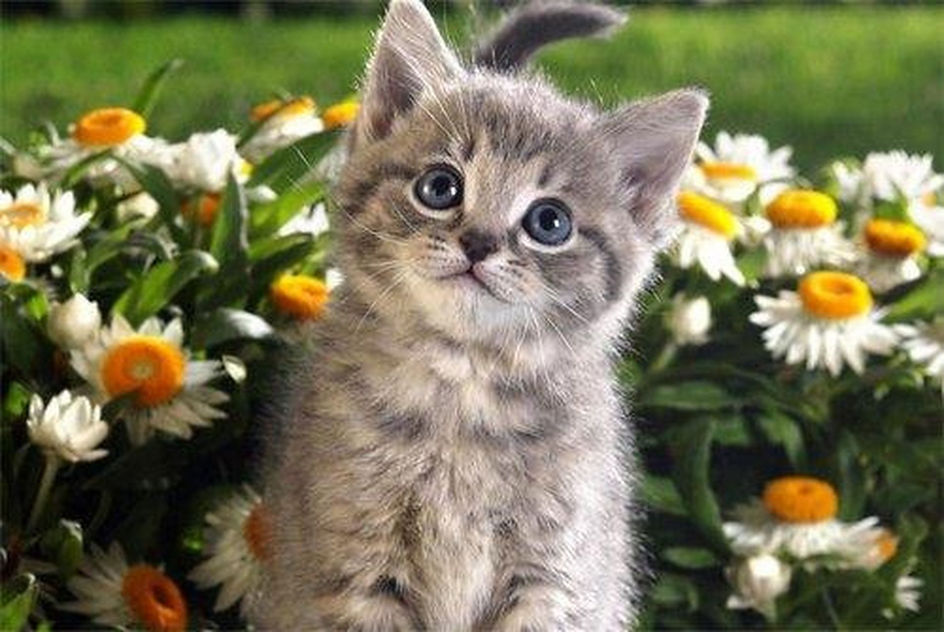 晚上回来的路上,看到一只小花猫在路灯下的草地上窜过来窜过去的,自由