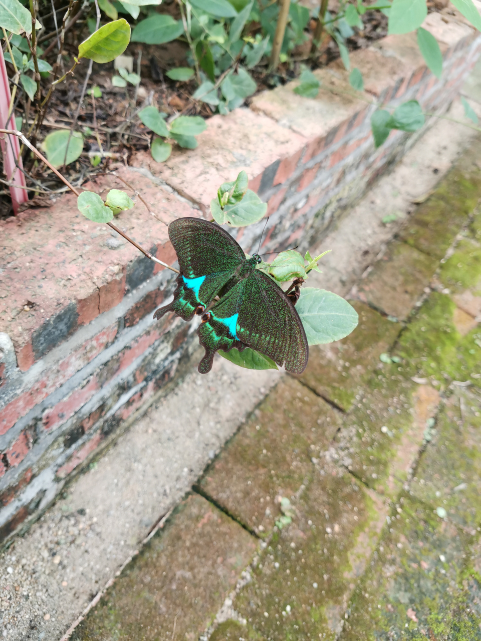 拍到一只身带荧光绿(绿中偏蓝色)的蝴蝶,不知道是什么品种的?